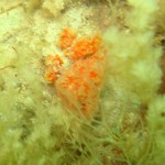 135 Sea Squirt, Aplidium punctum.