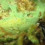 137 Breadcrumb Sponge, Halichondria panicea