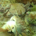138 Whelk, Buccinum undatum, eating a dead crab.