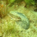 139 Sand Goby, Pomatoschistus minutus.