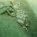 141 Worm cast of Lugworm, Arenicola marina.