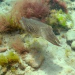 142 Cuttlefish, Sepia officinalis.