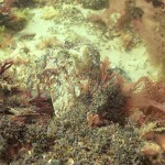 145 Cuttlefish, Sepia officinalis, pretending to be a weedy rock.