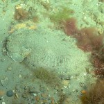 146 Cuttlefish, Sepia officinalis, resting on sand.