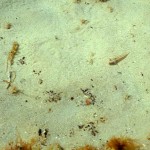 148 Gobies, Pomatoschistus sp. on the rippled sand.