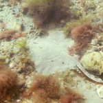 150 Pale form of Thornback Ray, Raja clavata, amongst weedy cobbles.