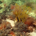 153 Algae and young Blue Mussels, Mytilus edulis.