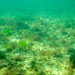 154 A view of the algal covered seabed with areas of chalk, cobbles and shingle