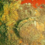 15 Oyster Ostrea edulis covered in anemones with sponges  and Butterflish Pholis gunnellus