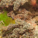 160 Mating Velvet Swimming Crabs, Necora puber, amongst algae.