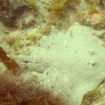 162 Thornback Ray, Raja clavata covered in sand