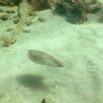 163 Cuttlefish, Sepia officinalis swimming over rippled sand towards cobbles.