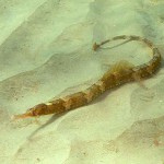 164 Pipefish, Syngathus acus on rippled sand