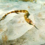 166 Pipefish, Syngathus acus on rippled sand