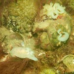 16 Sea slug Acanthodoris pilosa and egg mass