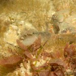 17 Sea slug Aeolidia papillosa