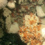 195_Sea Anemone, Diadumena cincta and Soft Coral, Alcyonium digitatum