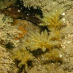 196_Antenna Hydroid, Nemertisea antennina