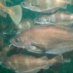 198_Shoal of Bib, Trisopterus luscus,; various colour forms