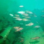 199_Bib, Trisopterus luscus, shoaling around the wreck