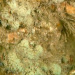19 Sponges, including Dysidea fragillis on pier leg