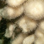203_Soft coral: Deadman's Fingers, Alconium digitatum