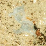 204_Small Elephant Ear sponge, Pachymatisma johnstonia and anemone Diadumena cincta