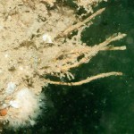 206_Oaten Pipe Hydroid, Tubularia larynx and Deadman's Fingers Alconium digitatum