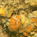 20 Sponges etc on pier leg