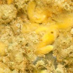 21 Sponges etc on pier leg