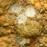 23 Fried egg anemone Actinothoe sphyrodeta, sponges and sea squirts