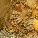 24 Sea squirt Dendroa grossularia amongst sponges, hydroids and bryozoa