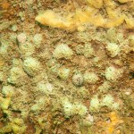 25 European cowrie Trivia monacha amongst sponges 