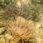 27 Snakelocks anemones Anemonia viridis