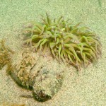 29 Snakelocks anemone Anemonia virids on Slipper limpets Crepidula fornicata