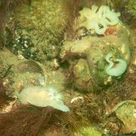 2 Sea slug Acanthodoris pilosa and egg mass