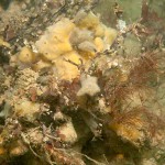 30 Sponges and red algae on cobbles and slipper limpets