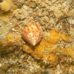 31 Painted topshell Calliostoma zizyphinum on sponge