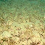 32 Seabed dominated by invasive Slipper limpets Crepidula fornicata