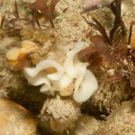 33 Egg mass of the Sea slug Acanthodoris pilosa