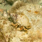 36 Hermit crab Pagurus berhardus