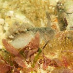 3 Sea slug Aeolidia papillosa