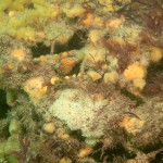 45 Sponges etc on pier leg