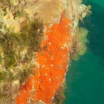 46 Sponges and hydroids on pier leg