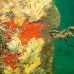 48 Sponges etc on pier leg