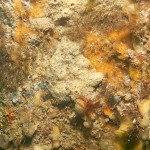 50 Mixed sponges etc on pier leg