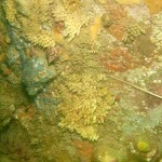 51 ?Dog whelk Nucella lapillus eggs on pier leg with sponges etc