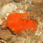 52 Orange sponge ?species, amongst cobbles and slipper limpets