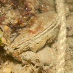 53 Oyster Ostrea edulis amonst stones and Crepidula with sponges etc