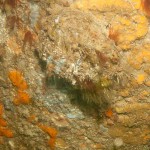 54 Oyster Ostrea edulis on pier leg covered and surrounded by sponges etc